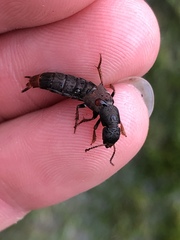 Platydracus mysticus