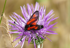 Zygaena punctum
