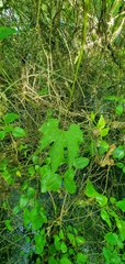 Vitis palmata