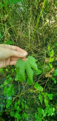 Vitis palmata