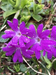 Primula clusiana
