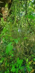 Vitis palmata