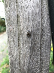 Gonocerus acuteangulatus