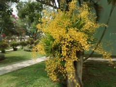 Oncidium sphacelatum