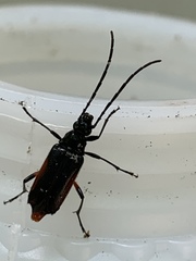 Pseudostrangalia cruentata