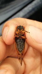 Magicicada tredecassini