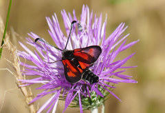 Zygaena punctum