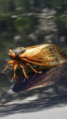Magicicada tredecassini