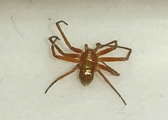 Philodromus marxi