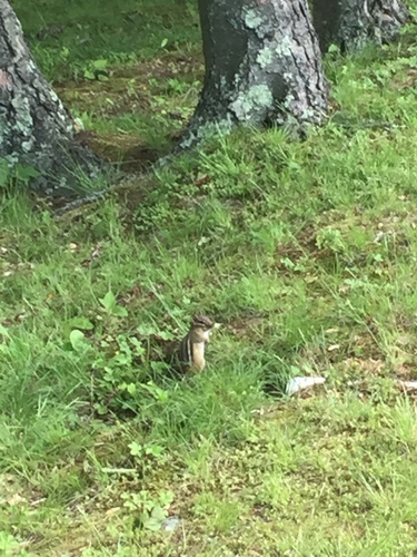 photo of Eastern Chipmunk (Tamias striatus)