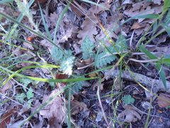 Tanacetum poteriifolium
