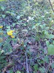 Tanacetum poteriifolium