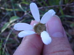 Tanacetum poteriifolium