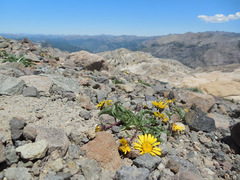 Pyrrocoma apargioides