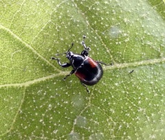 Synolabus bipustulatus