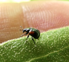 Synolabus bipustulatus