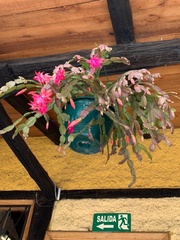 Schlumbergera buckleyi