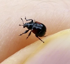 Synolabus bipustulatus