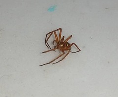Philodromus marxi
