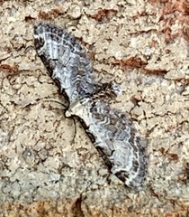 Eupithecia ravocostaliata