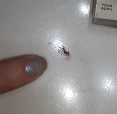 Philodromus marxi