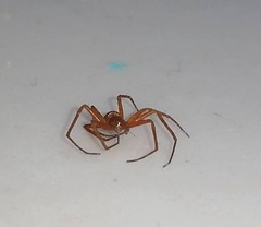 Philodromus marxi