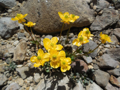 Ranunculus eschscholtzii