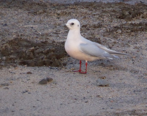 Ross's Gull