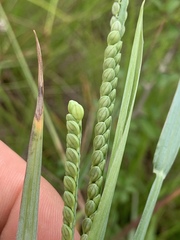 Paspalum floridanum