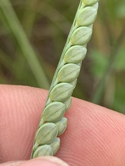 Paspalum floridanum
