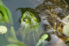 Euphlyctis karaavali