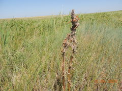 Pedicularis dasystachys