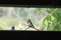 Hirundo rustica