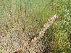Pedicularis dasystachys