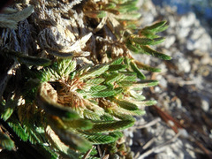 Selaginella watsonii