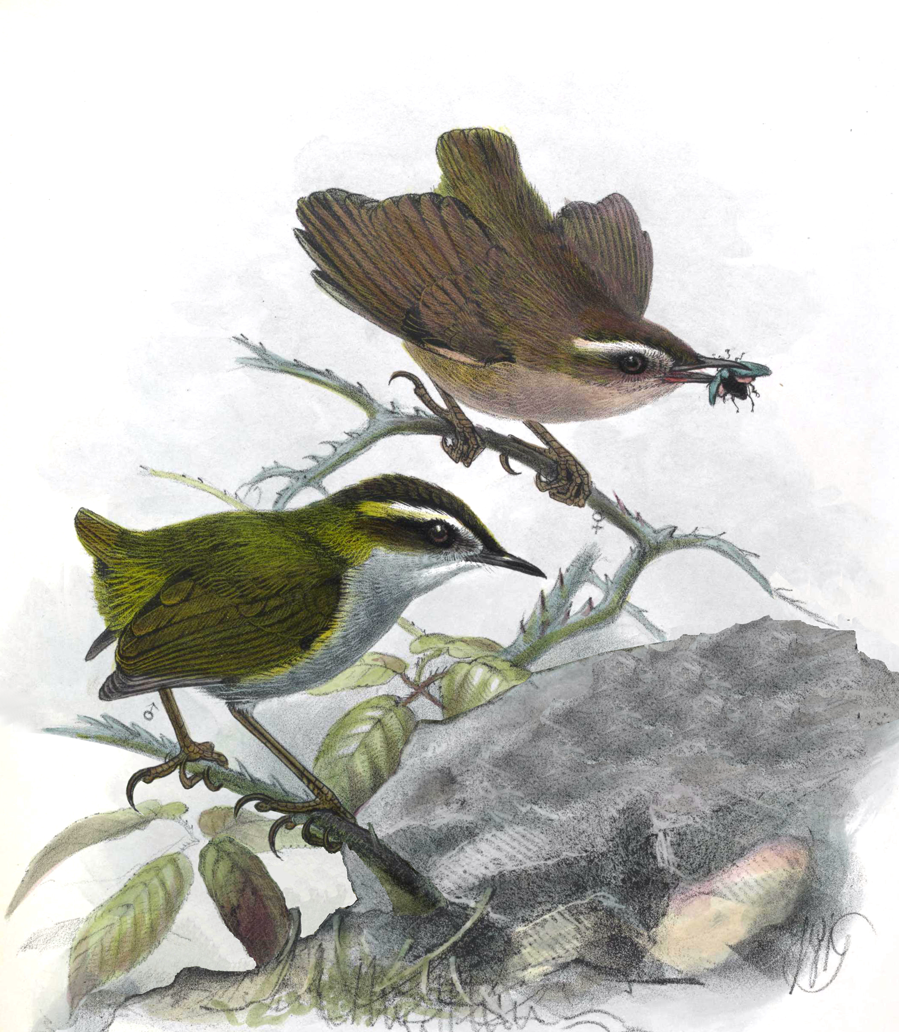 Bush Wren (Xenicus longipes)