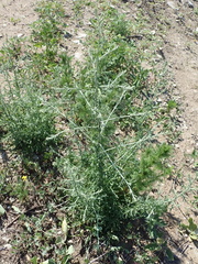 Centaurea