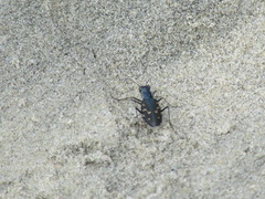 Cicindela haemorrhagica