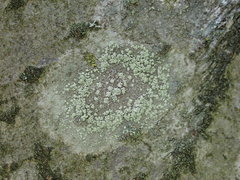 Buellia griseovirens