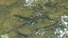 Pleurodelinae