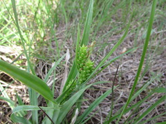 Carex glaucodea