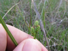 Carex hirsutella