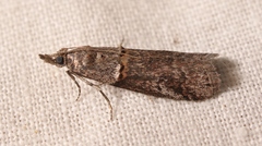 Acrobasis obliqua