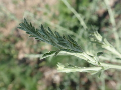 Centaurea