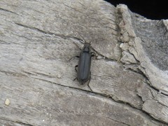 Cantharis tristis