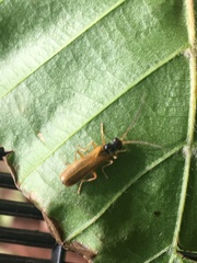 Rhagonycha lignosa
