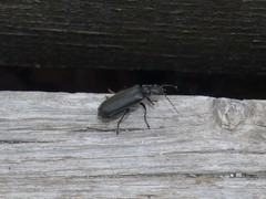 Cantharis tristis
