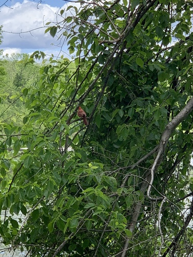 photo of Northern Cardinal (Cardinalis cardinalis)