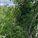 photo of Northern Cardinal (Cardinalis cardinalis)