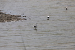 Recurvirostra avosetta